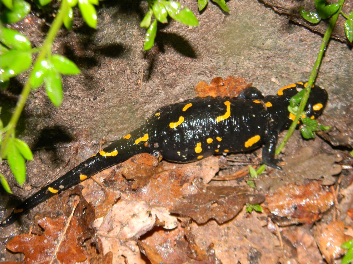 determinazione sesso Salamandra salamandra